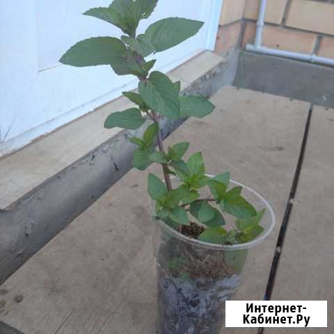 Мята шоколад Казань - изображение 1