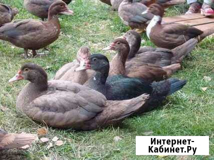 Мускусные утки.утята Знаменск - изображение 1