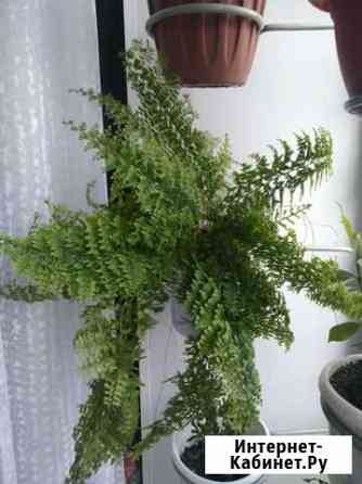 Мелколистный папоротник Кемерово