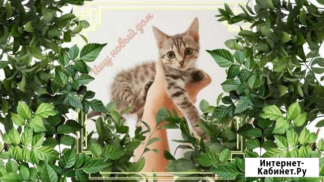 Котята в добрые руки Каменск-Шахтинский - изображение 1