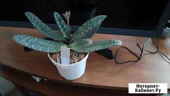 Paphiopedilum concolor Люберцы