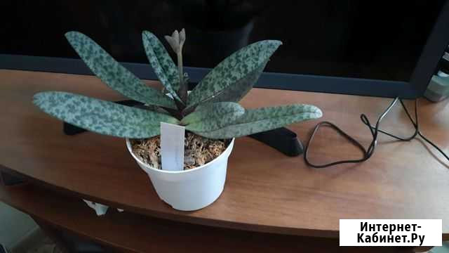 Paphiopedilum concolor Люберцы - изображение 1