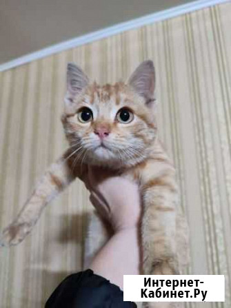 Котик Анапа - изображение 1