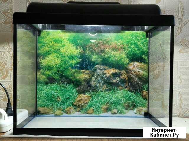 Рыбки, морские ракушки, аквариум Плавск - изображение 1