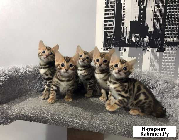 Бенгальские котята Темрюк - изображение 1