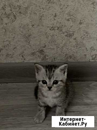 Шотланский котенок Новочеркасск - изображение 1