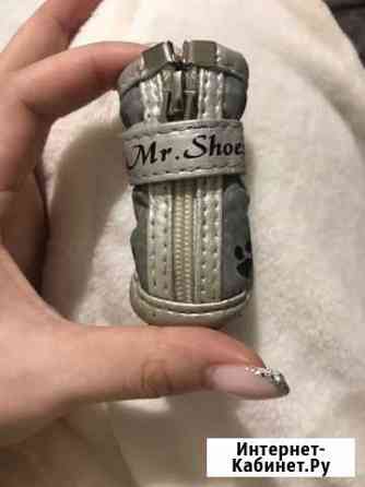 Животные Саратов