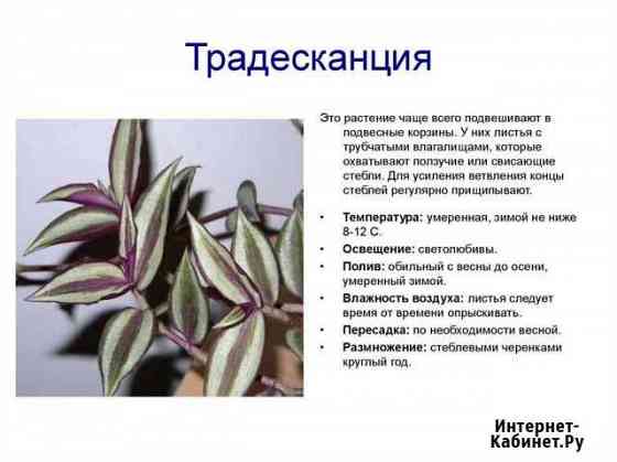 Традесканция Зебрина Губкин