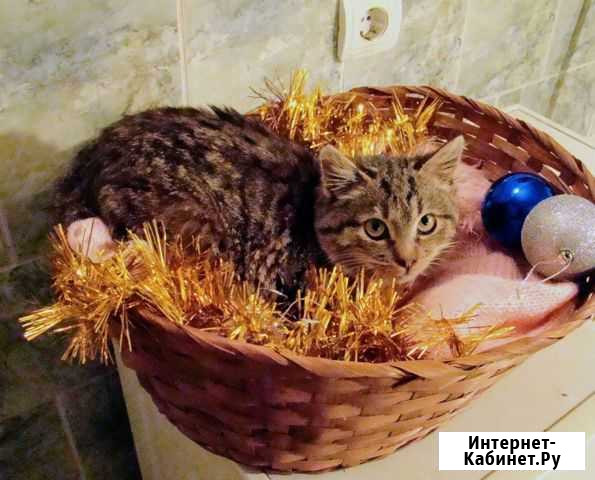 Котёнок Ёжик Тверь - изображение 1