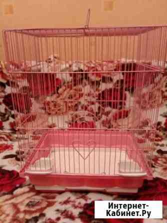 Клетка Набережные Челны