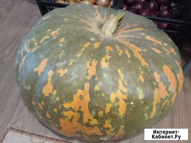 Тыква Ульяновск - изображение 1