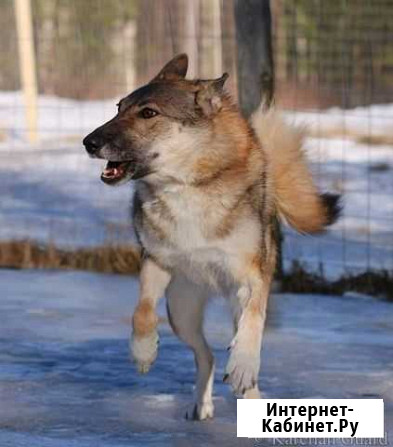 Илва ищет семью Токсово - изображение 1