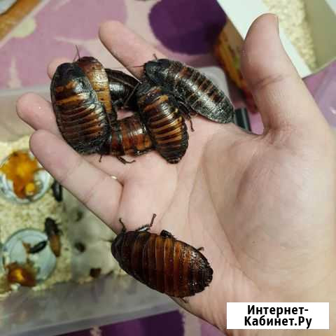 Мадагаскарские тараканы Луховицы - изображение 1