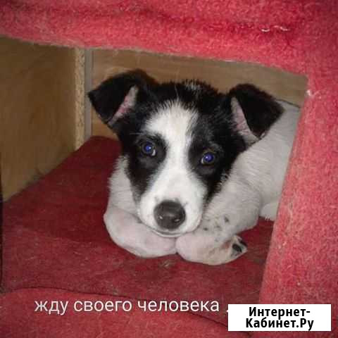Собака Арамиль - изображение 1