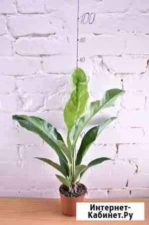 Anthurium/Антуриум Рыбинск