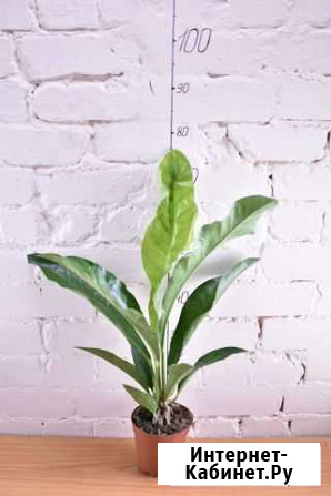 Anthurium/Антуриум Рыбинск - изображение 1