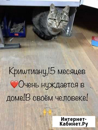 Криштиану в добрые руки Казань - изображение 1