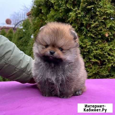 Мальчишка медвежонок Калининград - изображение 1
