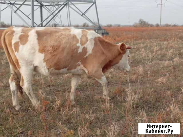 Продажа крс Астрахань - изображение 1