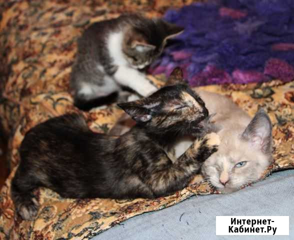 Котята Подольск - изображение 1