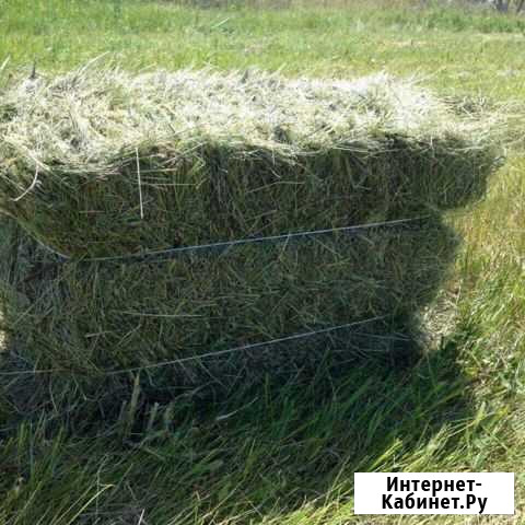 Сено в тюках и кипах Рязань - изображение 1