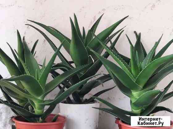 Алоэ вера Ставрополь