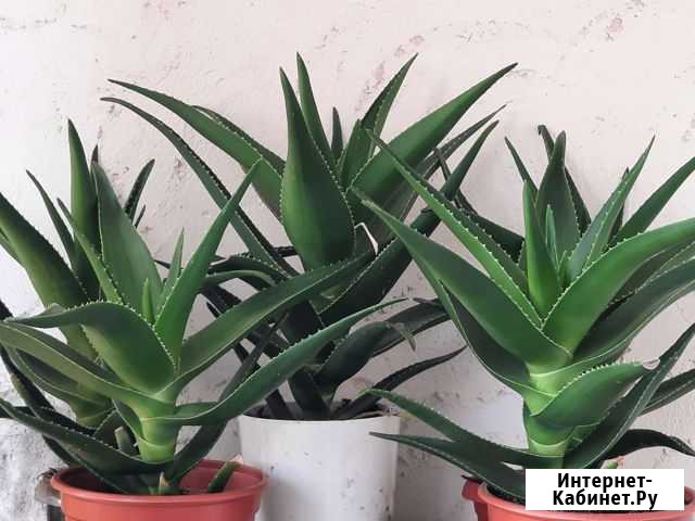 Алоэ вера Ставрополь - изображение 1