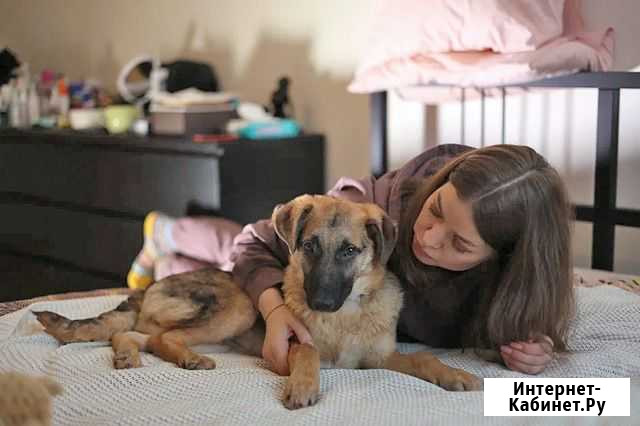 Ваш самый лучший друг, щенок-подросток Бруно в дар Санкт-Петербург - изображение 1