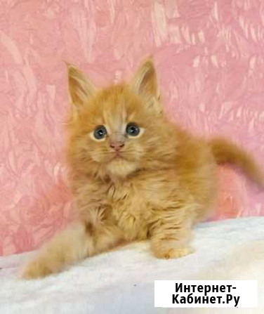 Котята мейн-кун Казань - изображение 1