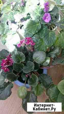 Фиалки Саратов