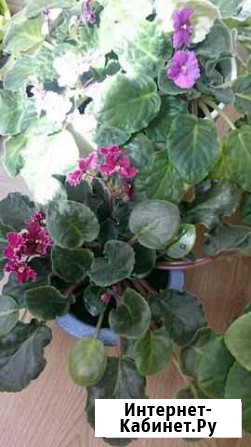 Фиалки Саратов - изображение 1