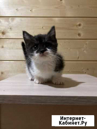 Котята мейн-кун бесплатно Кимовск - изображение 1