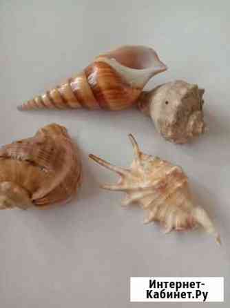 Морские раковины Новосибирск