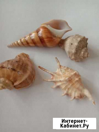 Морские раковины Новосибирск - изображение 1