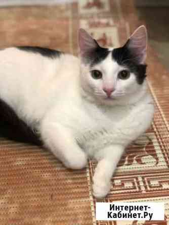 Умный и приученый котенок Химки
