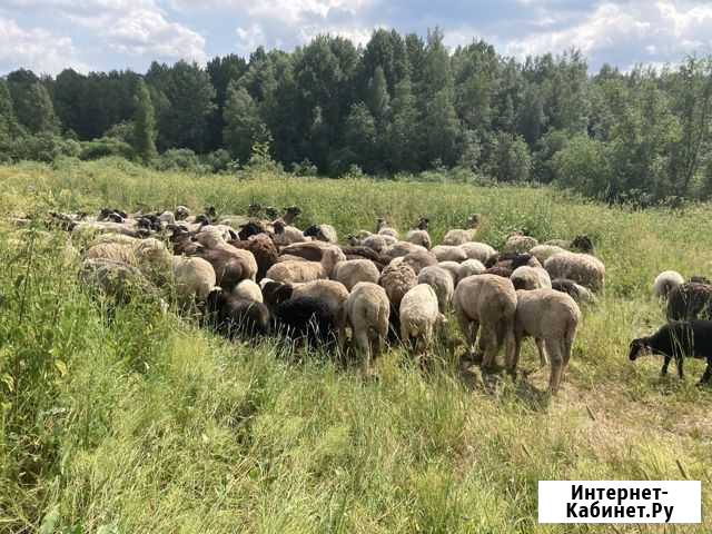 Бараны Гостилицы - изображение 1