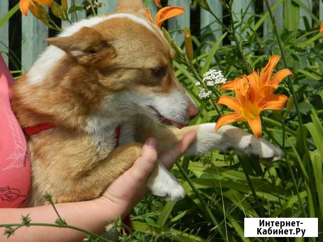 Собачка Воронеж - изображение 1