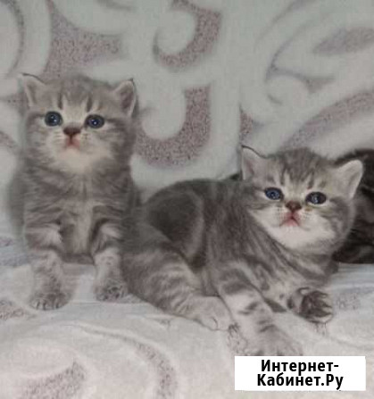 Британские мишки Нижний Тагил - изображение 1