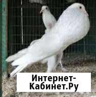 Голубь карликовые дутыши Москва - изображение 1
