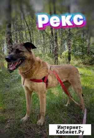 Молодой метис овчарки из приюта Москва