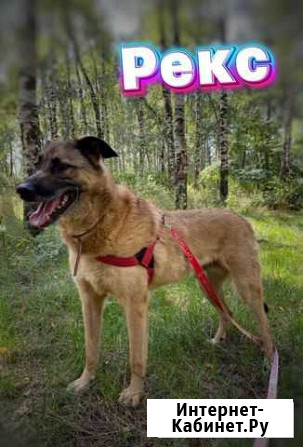 Молодой метис овчарки из приюта Москва - изображение 1