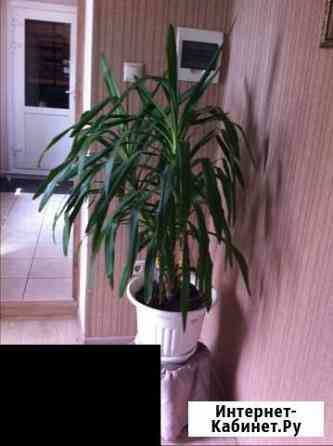 Цветы Ижевск