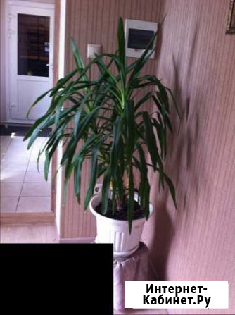 Цветы Ижевск - изображение 1