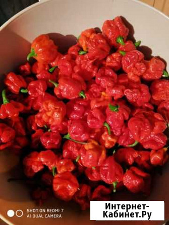 Сухой Перец  Каролинский жнец Курск - изображение 1