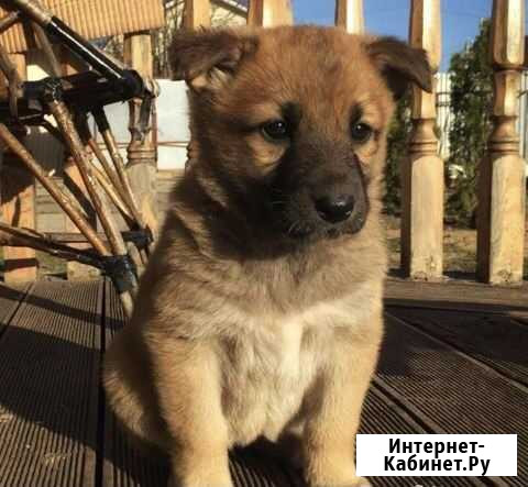 Щенята в дар Волгодонск - изображение 1