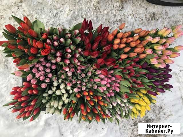 Тюльпаны оптом от производителя Брянск - изображение 1