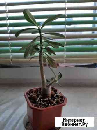 Продаю адениум Астрахань