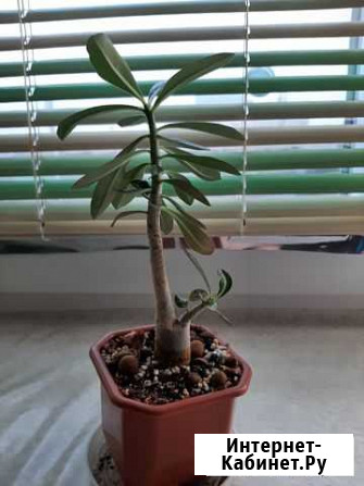 Продаю адениум Астрахань - изображение 1