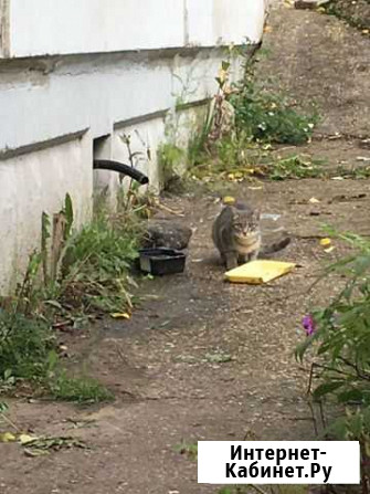 Котята бесплатно Пермь - изображение 1