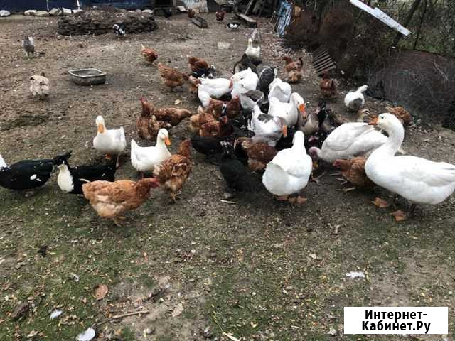 Куры гуси утки Буйнакск - изображение 1